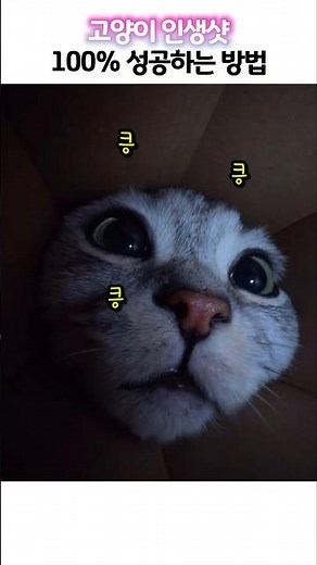 How to get the perfect photo of your cat 100% of the time