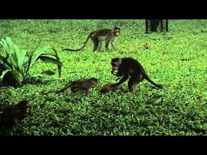 Hungry Macaques
