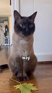 My siamese cat’s way of greeting me 🥴😇 .. .. #siamesecat #catlovers #cat #usareels #fypシ゚viralシfypシ゚viralシalシ | Tyrone Stone