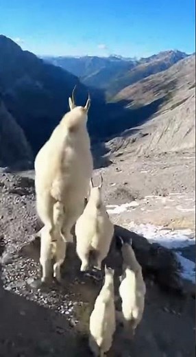 Mountain Goats Running Down a Steep Mountainside (POV)