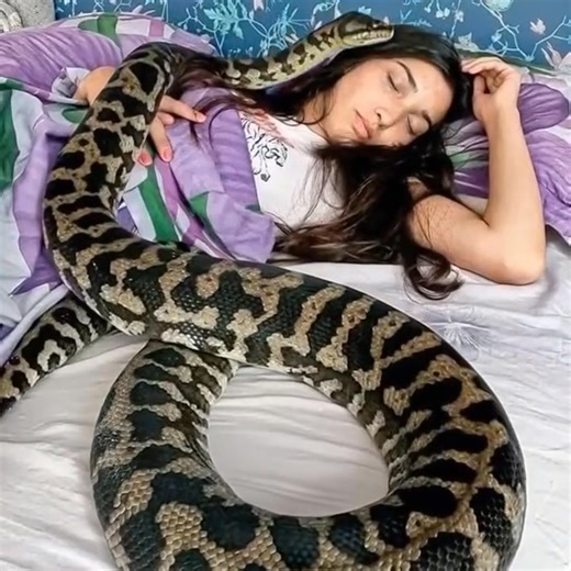 5.9K views · 13 reactions | A woman shared her nights with her pet python, but what the vet uncovered left her utterly speechless. Each night, Claire cuddled close to her cherished python, sharing her bed like they were inseparable friends. Their unusual connection appeared unbreakable—until the day the vet revealed a shocking truth that left her stunned.  Check out the full story in the first comment  | HYPE. | Facebook