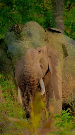 Elephant gentle stomp #wildlife #nature #tusker