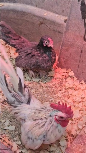 Tiny, Curious Chickens! World's Smallest Chickens! #chickens #tiny #serama #micro #sunnyfarms #birds