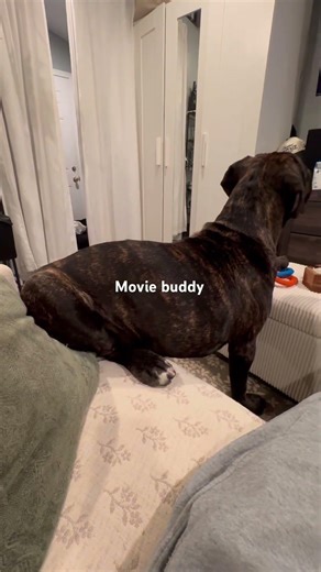 My Movie Buddy Over Everything