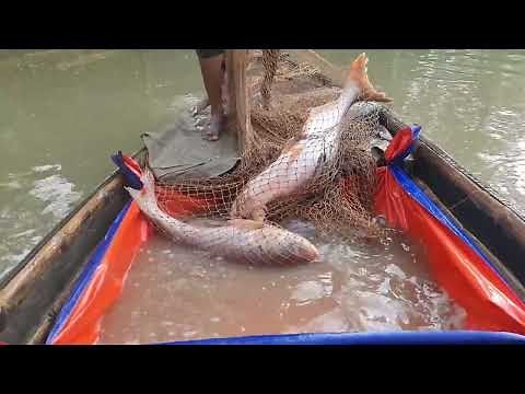 Amazing Cast Net Fishing For Big Fish Catch