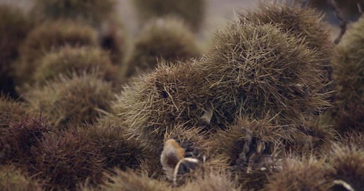 Once an icon, the functionally extinct American chestnut tree could be restored