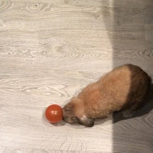 They see me rollin' They hatin' | Eddy & Rambo Bunny