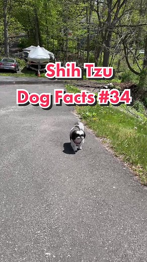 Shih Tzu Dog Training Tips and Facts