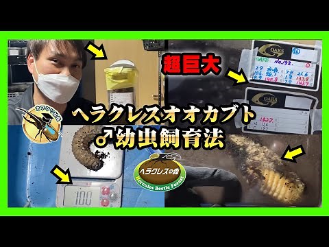 [For beginners] How to raise male Hercules beetle larvae! We'll explain in an easy-to-understand ...