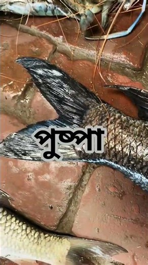শুভ বিকাল বন্ধুরা এটা কোন মাছ কমেন্টে জানাও তো বন্ধুরা ♥️