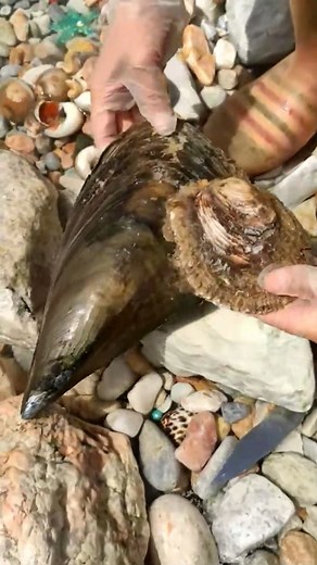 135K views · 1.5K reactions | Can you believe what we found?! The excitement of opening an oyster is unmatched, but the pure joy of discovering this stunning pearl inside is an absolute thrill! It truly feels like holding a piece of the ocean's magic. What's the most surprising hidden gem you've ever discovered? Share your story! #PearlDiscovery #OceanTreasures #HiddenGems #NatureIsAmazing #LuckyFind | SocialSphere Central | Facebook