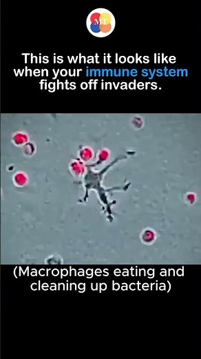The microscopic battle inside you right now #science #health #shorts