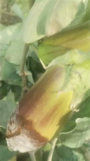 eggplant 🍆 brinjal harvesting #farming #agrifuture #vegetablegrowing #satisfying #farming101
