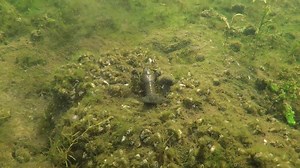 904K views · 9.6K shares | He's a FIGHTER! Pretty fantastic underwater footage. Smallmouth bass battles a fiesty crayfish. Footage from Engbretson Underwater Photography Underwater Photography on YouTube. Follow and LIKE our page for great videos and tips about bass fishing and panfish too! | Crush It Fishing | Facebook