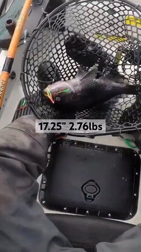 Catching Rockfish from my Kayak. | Ripmaster Kayak Fishing