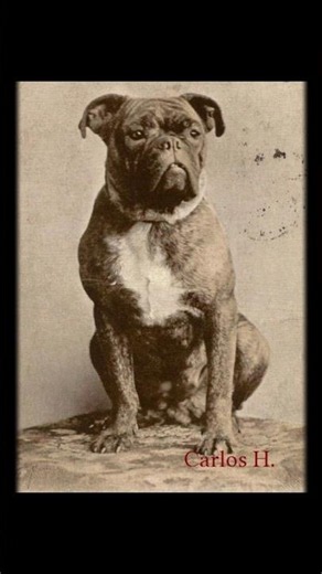 El Bulldog Antiguo que arruinó el humano.