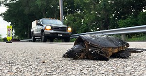 Studies Show 3% of Drivers Swerve to Hit Snakes and Turtles