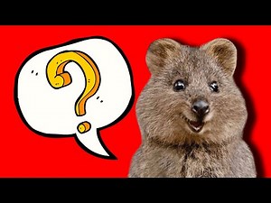 Cosas INUSUALES sobre los MARSUPIALES | Datos que te sorprenderán 😱 #marsupial #animales #datos