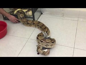 Live Feeding | Boa Constrictor Eating Rabbit | افتراس