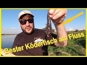 All-round river fishing with bait fish and worm
