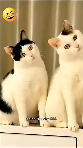 Cat and Owner Dancing Together! 😹🐱💃 #cat #catvideos #funny #youtubeshorts #shorts #comedy