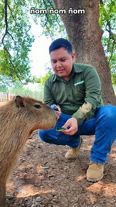 🎤🐹 Entrevistamos a uno de los capibaras más famosos del parque… y esto fue lo que nos dijo: 😂 ¡No podía faltar su opinión experta sobre el parque! ✨ Convive con los capis tú también en Bioparque Estrella… ¡y no olvides darles su snack favorito! #Capibaras #CapiFans #BioparqueEstrella | Bioparque Estrella Monterrey