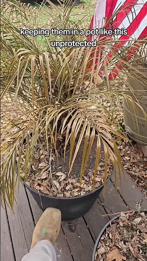 Pygmy Date palm after cold