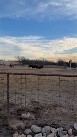 Boys will be boys. Never changes. This is mild sparring btw…can get intense during breeding season (July-August) #bison #buffalo #ranchlife #farm #fight | Cross Timbers Bison