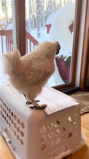 Chickens in Color: a 5th grade science fair project