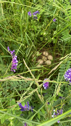 237K views · 10K reactions | A story to be continued…….旅 I tried my best to do the right thing. | Clover Valley Farm | Facebook