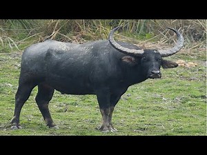Watch how to sign 'water buffalo' in American Sign Language.