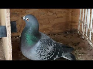 Pure Stichelbaut pigeon - Byter ( Son Montauban ) Direct Frans Labeeuw