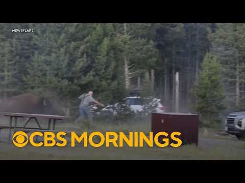 Bison charges at man, flips him 8 feet into the air at Yellowstone