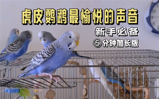 虎皮鹦鹉最愉悦的声音5分钟加长版，快放给新来的小鹦鹉听吧！