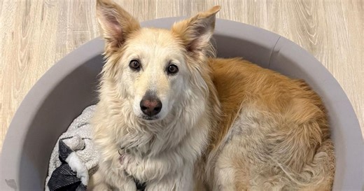 Rescuers use drone technology to find dog that escaped along New Jersey Turnpike