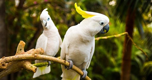 Ces 7 oiseaux qui peuvent «parler»