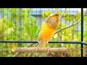 Canto Spettacolare dei Canarini: Il Suono della Natura