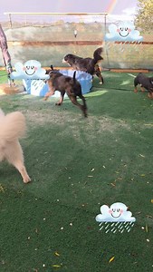 Dog Boarding   | Dog boarding | Facebook