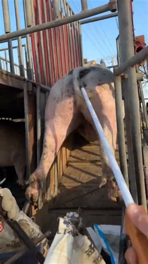 I Safely Loaded a Pig onto a Truck in JUST 10 Minutes | For Education Only