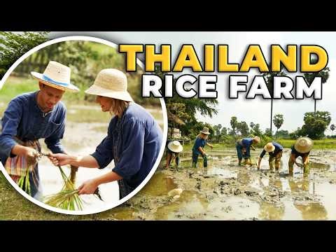 Inside Thailand's Rice Farming Process From Start to Finish