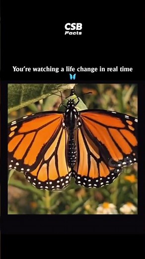 Butterfly Emerging From Chrysalis 🦋🤯 | Nature’s Transformation