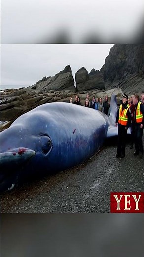 Dead Blue Whale Explodes Due to Internal Pressure #WhaleWatching #YesEpicYes #Beach #AI