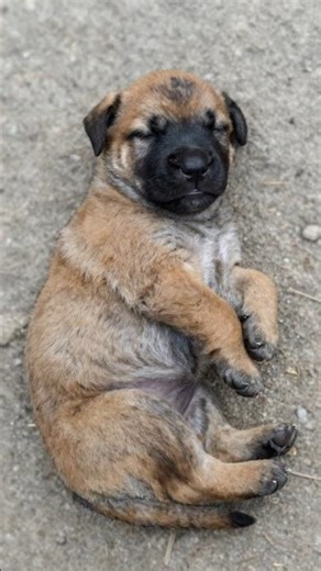 Canary Mastiff: Puppy to Powerful Guardian 🐾🔥