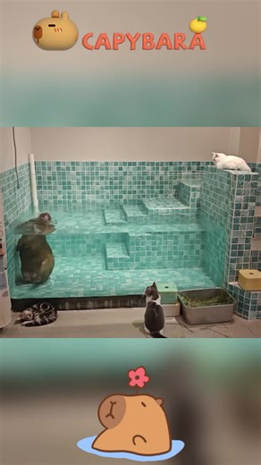 Luckybud-Capybara on TikTok