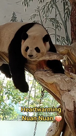 Adorable and regal Princess Nuan-Nuan Xiaopang aka Princess White Peach 🍑. Nuan Nuan born on 18.8.2015 iis the first Malaysia born cub to FuWa and FengYi making her the fastest 🐼 cub born in captivity outside China. Currently resident of Nanjing Ziqing Lake Wildlife World (Nanjing Zoo) Alhamdulillah very happy to know she's healthy, happy and much loved by her naipa, naima and local fans there. Pics from friend's precious collection. Tq.💐 #nuannuanpanda #nuannuan #malaysiabornpanda #fuwafengy