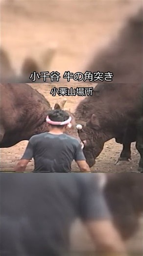 昭和61年 お盆場所の小栗山 #牛の角突き #小千谷 #shorts