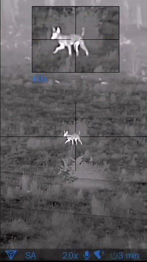 Australian Wild Dog Control - Ground Shooting