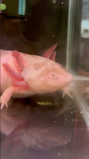 Meet the Axolotl! 🦎💧 The Amazing Animal That Can Regrow Body Parts! 😲 #wildlife #nature #animals