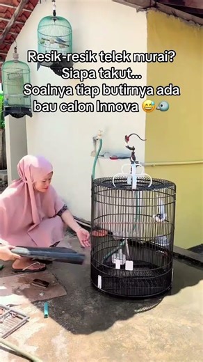 Telek murai calom inova reborn🔥 #kicaumania #kicaumaniaindonesia #kicaumanianusantara #birds #murai