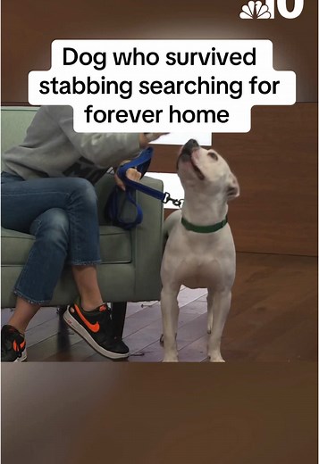 Dog Who Survived Stabbing Seeks Forever Home